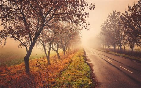 Road Trees Nature Scenery Autumn Fog Wallpaper Nature And