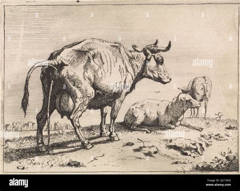Pissing Cow The Bull Book Paulus Potter Print Maker Anonymous