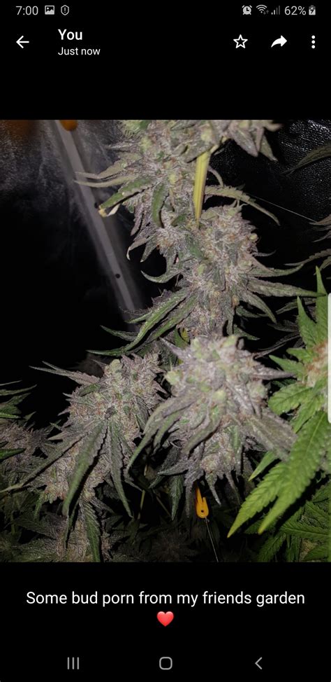 Purple Afghan Kush Buy Purple Afghan Kush Feminized Cannabis Seeds