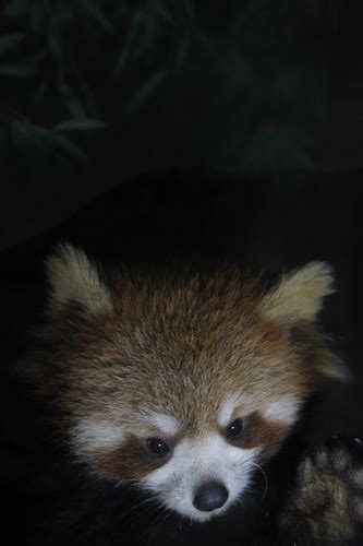 Baby Red Pandas Survive In C China Zoo 2 Cn