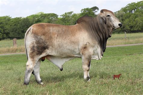 Lot 3 Jdh Mr Manso 5351 Cattle In Motion Cattle Auctions Live