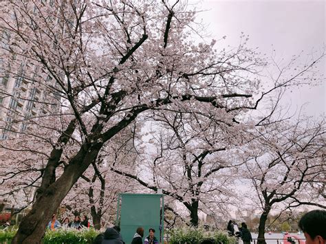 There are 140 blossoms chickens for sale on etsy, and they cost 9,30 $ on average. Taking a Minute to Smell the Cherry Blossoms - Chicken ...