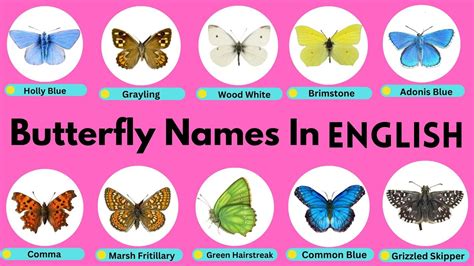 Butterfly Names In English Types Of Butterfly Learn About