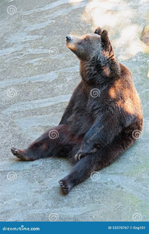 Brown Bear Sitting Stock Image Image Of Mammal Large 53370767
