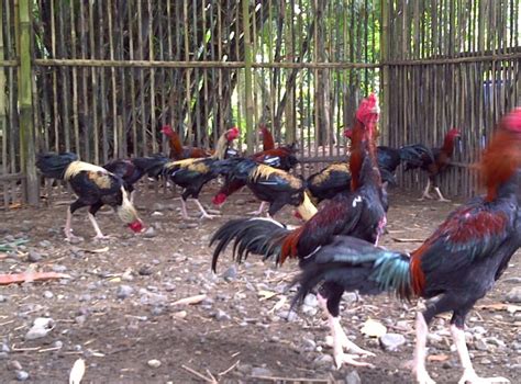 Dalam pembuatan sebuah kandang, model dari kandang itu sendiri harus disesuaikan dengan jumlah dan jenis ayam yang dipelihara. 5 Cara Merawat Ayam Bangkok Terpercaya (Menghasilkan Ayam ...