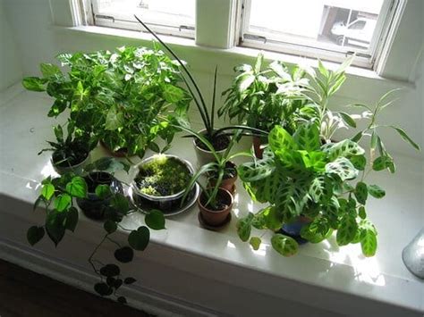 What Is Bright Indirect Sunlight Light Levels For Plants