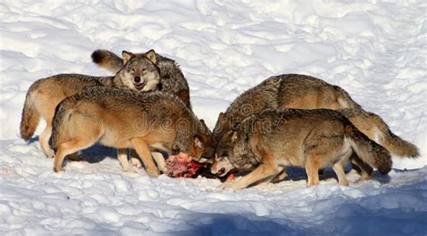 Wolf Pack Eating Stock Image Image Of Kristiansand Mammals 29421441