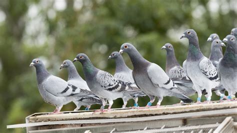 Pigeons Galluvet Birds And Fowl