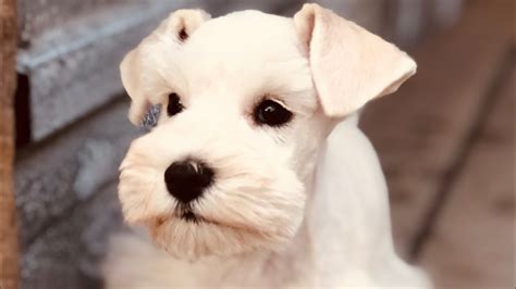 Here's our puppy's first 6 months in our home and in our lives! BEAUTIFUL White Miniature Schnauzer Puppy - IVORY!! - YouTube