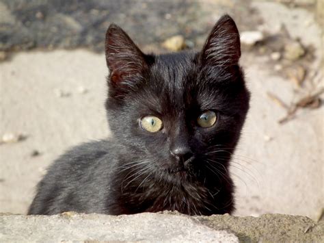29 Best Photos Black Short Haired Cat 1128 Best Cats Ll Images On