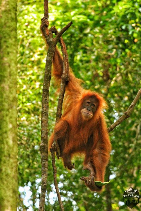 Gunung Leuser National Park See Wild Orangutan Unusual Traveler