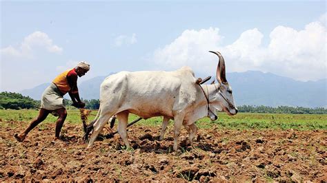 The area under natural forest has declined; Doubling farmers' income: ITC shows the way in UP