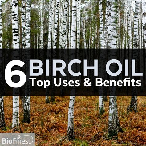 6 Wonderful Health Benefits Of Birch Essential Oil And Its Uses