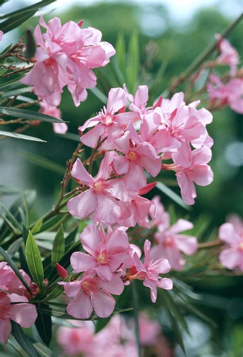 The 13 Best Summer Blooming Shrubs For Your Garden Better Homes And Gardens