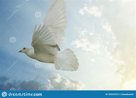 White Pigeon Bird Freedom Wings Flying On Blue Sky Background Stock