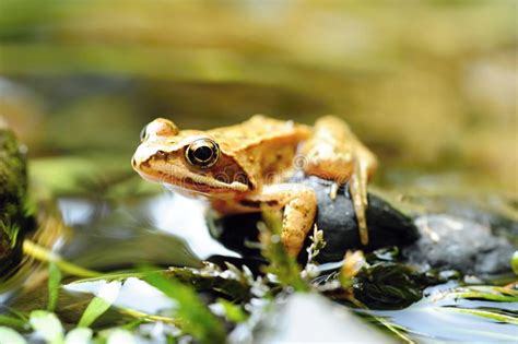 Small Brown Frog Stock Photo Image Of Jungle Toad Animal 96860308