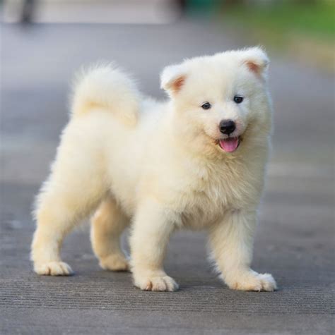 11 Curly Tailed Dog Breeds That Are So Cute Youll Want To Cuddle Them