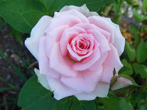 Choose from a curated selection of rose photos. Coloriage Rosace Coeurs et Rose