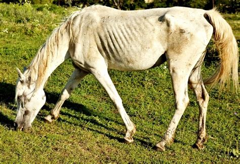 How To Feed A Severely Neglected Rescue Horse The Northwest Horse