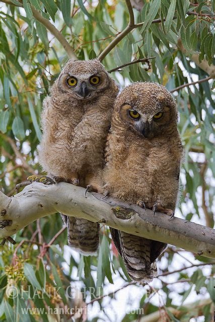 Great Horned Owl Siblings Great Horned Owl Pet Birds Beautiful Owl