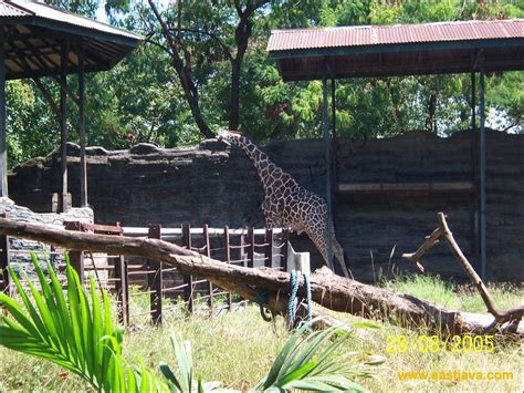 Inspiration Indonesia Zoo Surabaya Paling Update