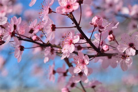 Cherry Japan Flower Freshness Sakura Tree Selective Focus D Sakura K Blossom