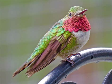 16 Species Of Hummingbirds In Florida With Pictures Animal Hype