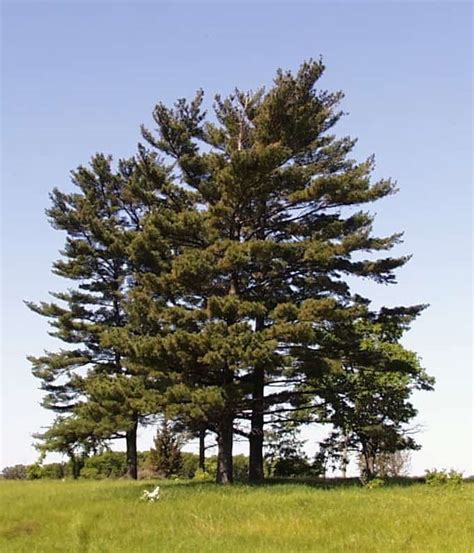 2 Popular Types Of Pine Trees In Michigan Progardentips