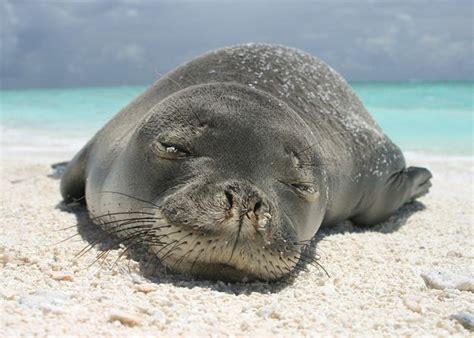 12 Reasons Why Hawaiian Monk Seals Are Adorable Funny Animal Names
