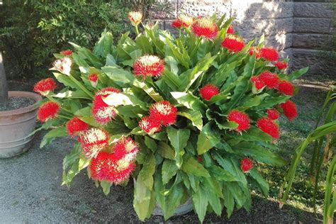 In der fächerstadt gibt es sowohl die staatliche gärtnerische anlage am rande des schlossparks als auch den botanischen garten am kit. Botanischer Garten Karlsruhe - Blutblume