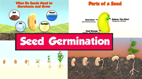 What Is Seed Germination Seed Germination For Kids How Do Seeds