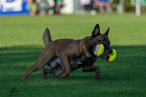 Sport Ausbildung Schutzhund Hundesportartikel Lasch