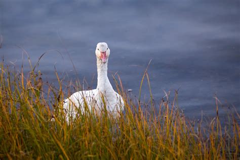 Snow Goose With Grass Hanging From Beak Standing In Shallow Water