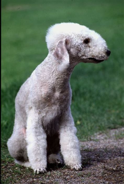 25 Dogs That Dont Shed Best Hypoallergenic Dog Breeds