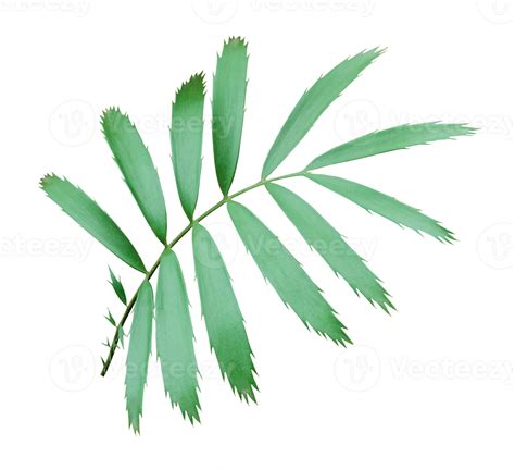 Green Palm Leaf Isolated On Transparent Background Png File 9308024 Png