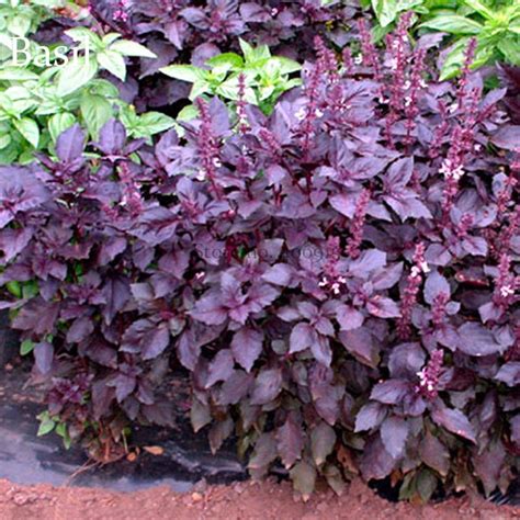 Us 072 Ocimum Basilicum Red Rubin Purple Green Basil Herbs 100