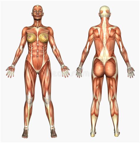 Anatomía Humana Sistema De Músculo Hembra Stock De Ilustración Human Anatomy Female Female