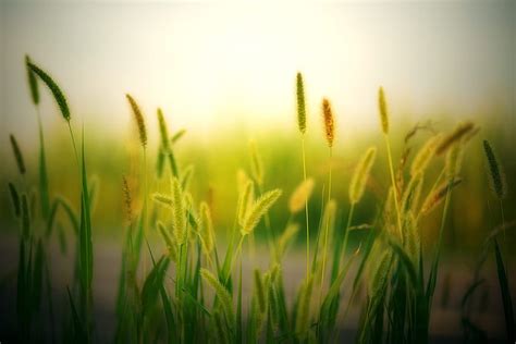 Blur Field Plants Meadow Nature Hd Wallpaper Pxfuel