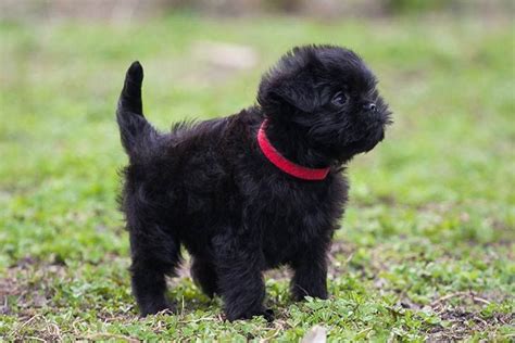 Find Affenpinscher Puppies And Breeders In Your Area And Helpful