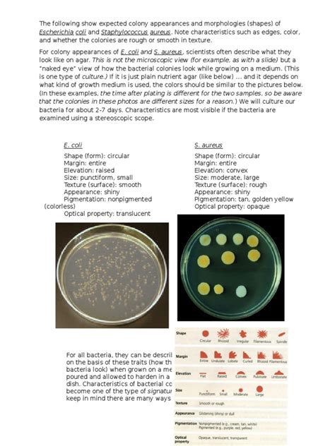 Bacteria Colony Appearance Morphology Pdf Growth Medium Bacteria