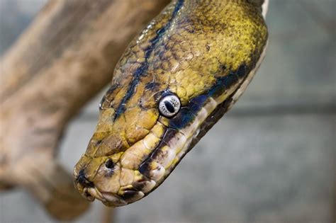 Reticulated Python Zoo And Snake Farm New Braunfels