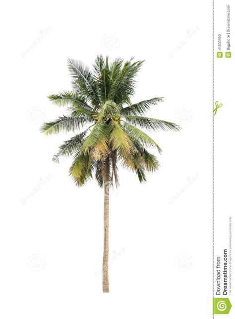 Coconut Palm Trees Isolated On White Background Stock Image Image Of