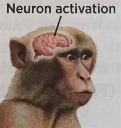 Neuron Activation Monkey Sees Action Neuron Activation Know Your Meme