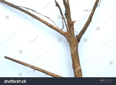 Isolated Form Dry Wood Twigs Stock Photo 1276799440 Shutterstock
