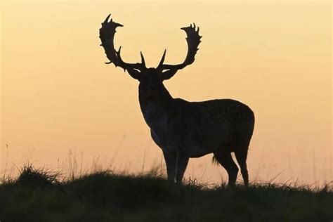 Fallow Deer Buck As Silhouette Standing On Horizon At Dusk