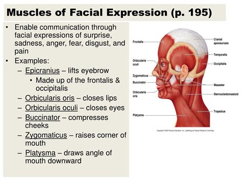 Ppt Names Of Muscles Are Descriptive Powerpoint Presentation Free