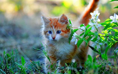 Download Baby Animal Spring Kitten Animal Cat Hd Wallpaper