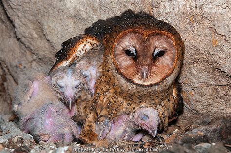 Stock Photo Of Barn Owl Tyto Alba Punctatissima On Nest With Chicks