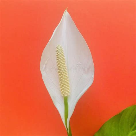 Peace Lily On Red Orange Background Square Stock Photo Image Of