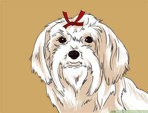 99 Maltese Dog Drawing Easy L2sanpiero